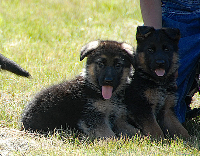 Careful puppy handling