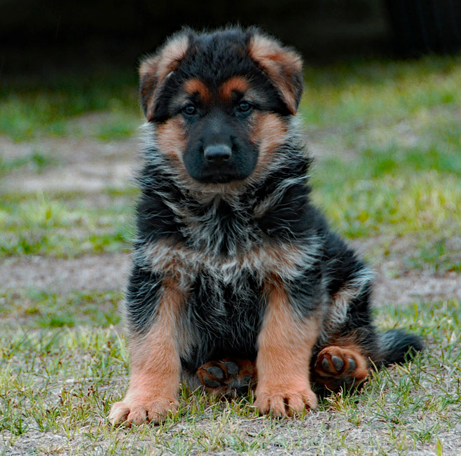 Rabies vaccinations for German Shepherd puppies