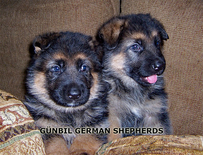 Puppy sleeping first night home