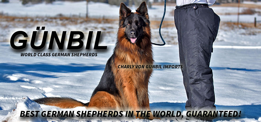 German Shepherd puppy in an airline-approved travel crate, ready for safe transport