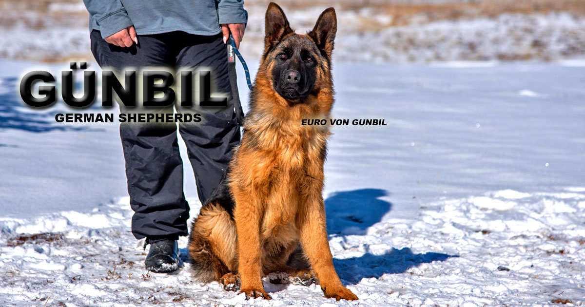 German Shepherd with handler