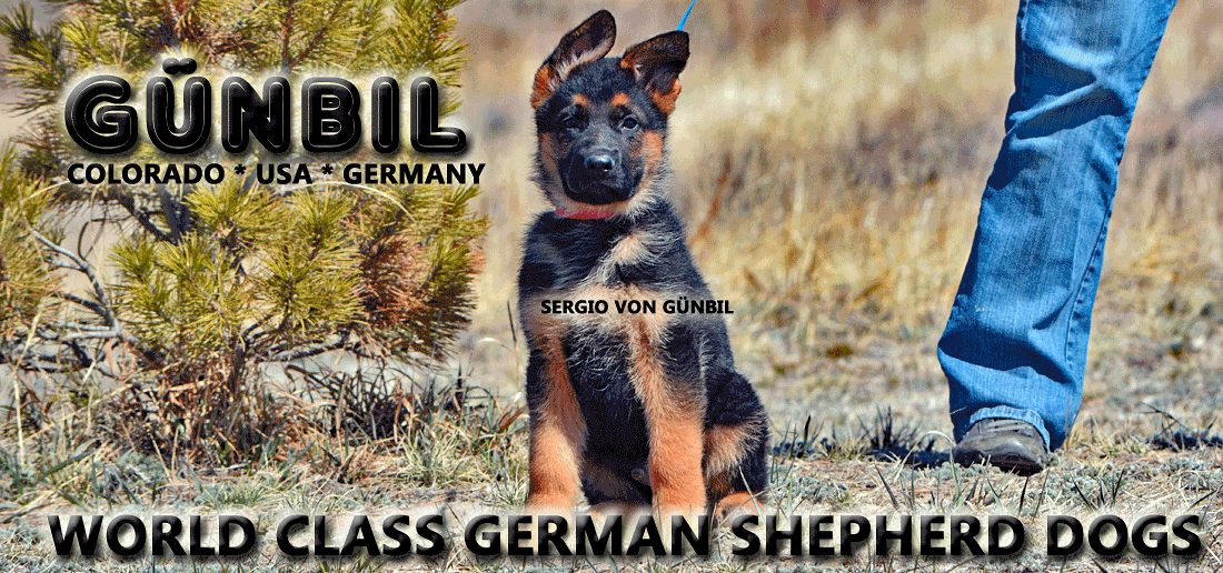 German Shepherd puppy drives and character traits explained by Gunbil