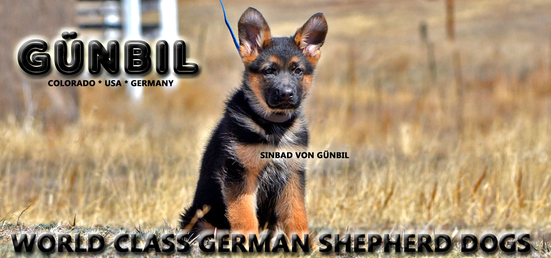 German Shepherd puppy thank you image