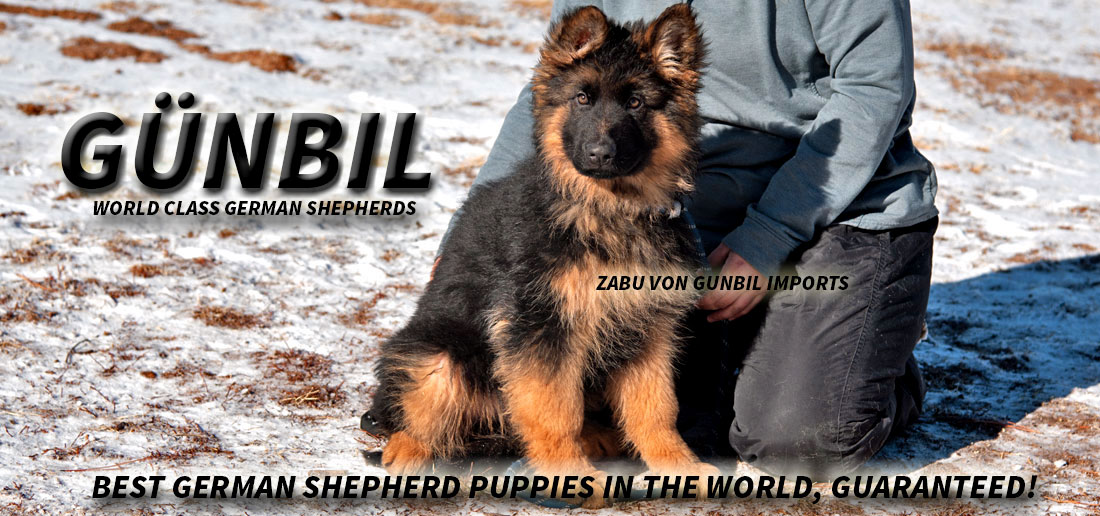 German Shepherd puppy being held gently and supported