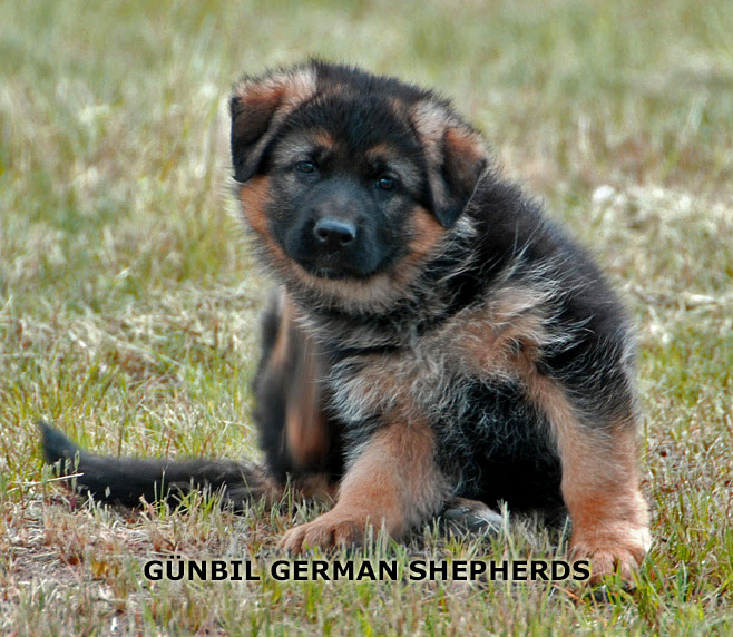 German Shepherd with family
