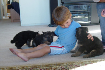 Contact Gunbil German Shepherds