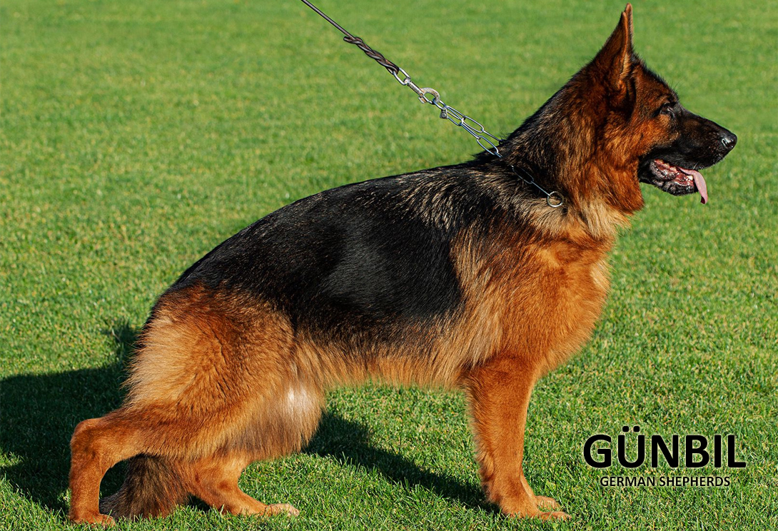 German Shepherd dam Baila von Gunbil, IGP1 Kkl1, V-rated LG18