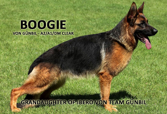 German Shepherd dam Boogie von Gunbil, DM carrier, A2/A1 hips & elbows