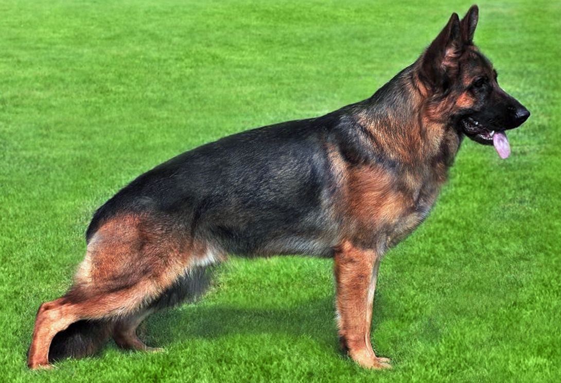Dam: Candy von Gunbil — German Shepherd female in Colorado