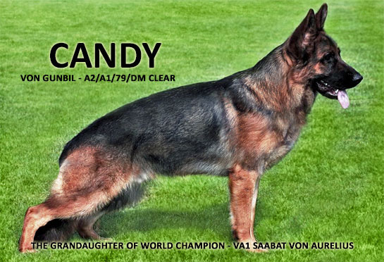 Dam: Candy von Gunbil — excellent female German Shepherd with balanced character