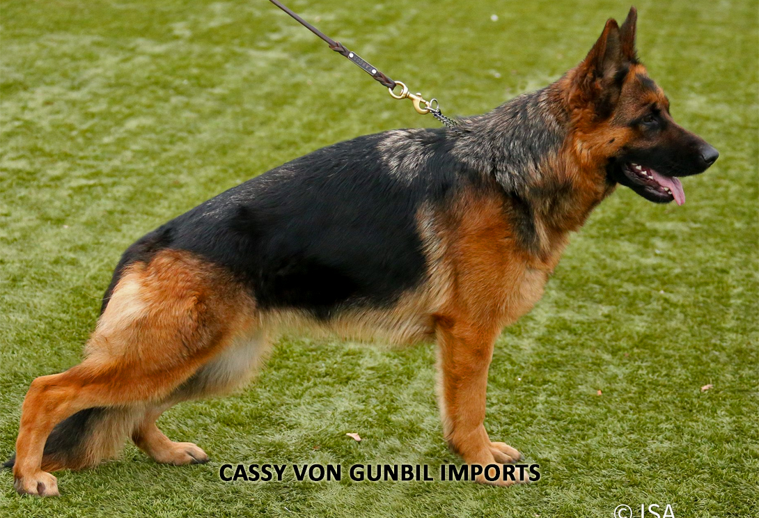 German Shepherd dam Cassy von Gunbil Imports, DM clear, A1/A1 hips & elbows