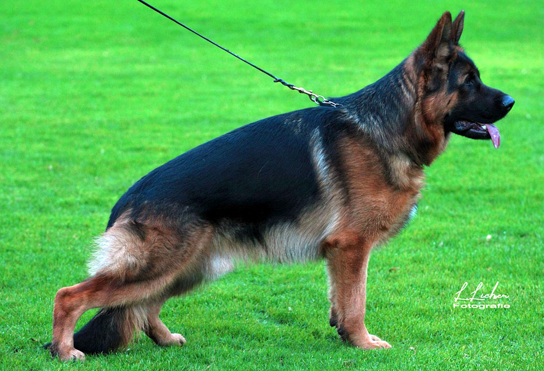 German Shepherd stud dog Dobbi von Gunbil — black & red, IGP3, Kkl1