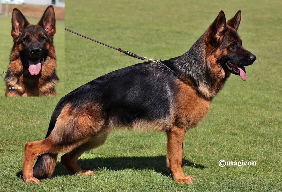 German Shepherd dam Durana von Gunbil Imports, DM clear, A1/A1 hips & elbows
