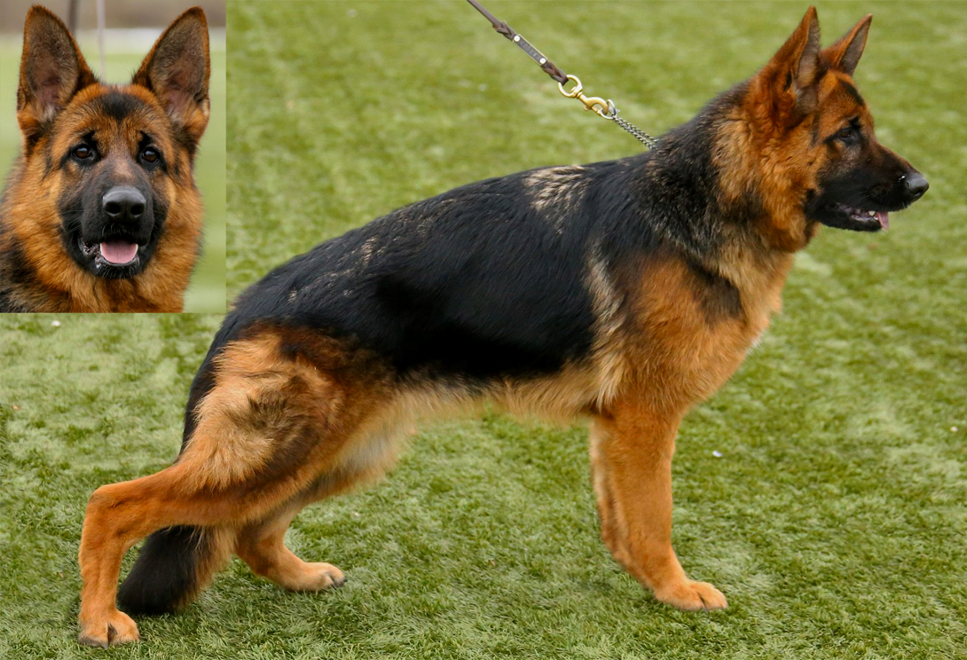 German Shepherd dam Ella von Gunbil Imports, DM clear, A1/A2 hips & elbows