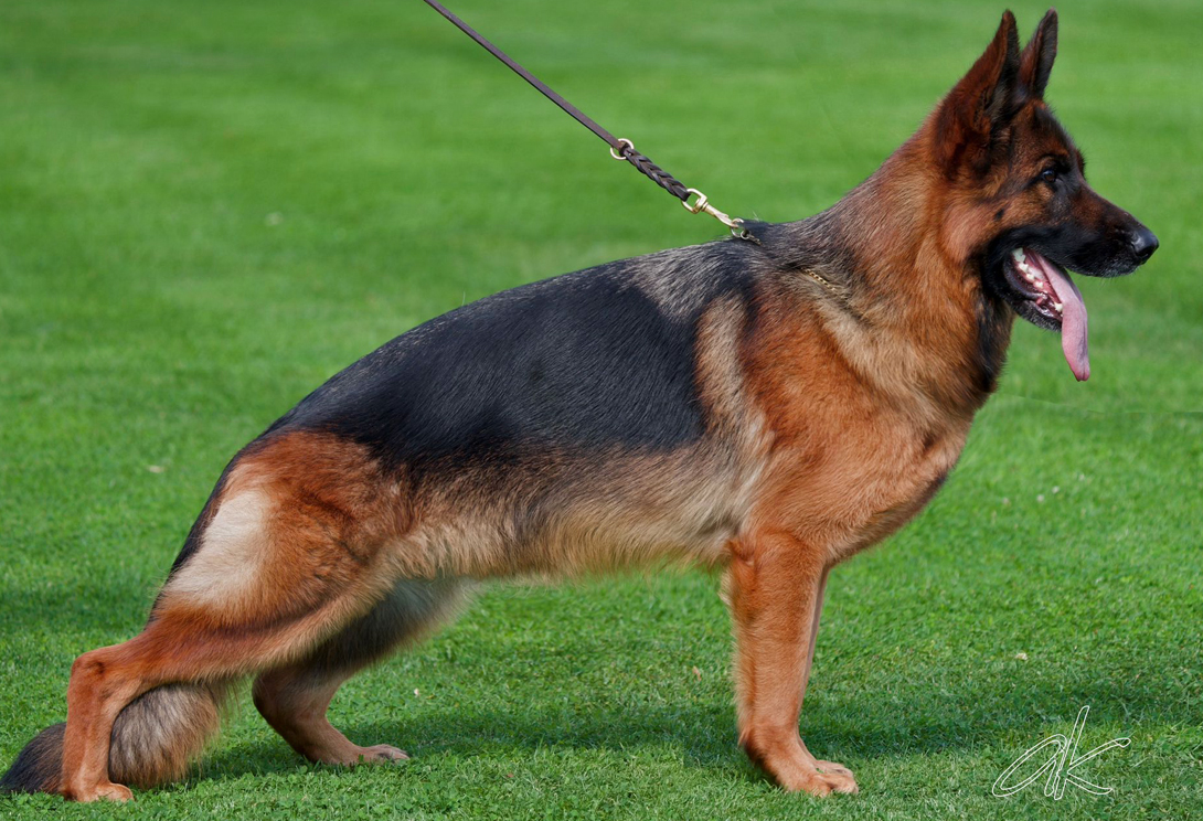 Dam: Hayden von Gunbil Imports — champion German Shepherd female in Colorado