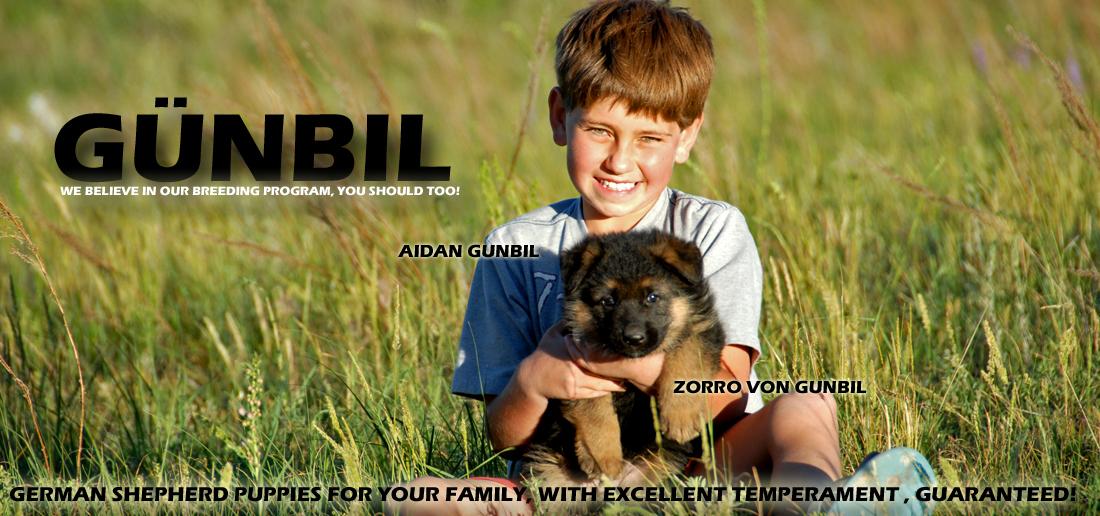 Günbil German Shepherds — breeding excellence in Colorado and Germany