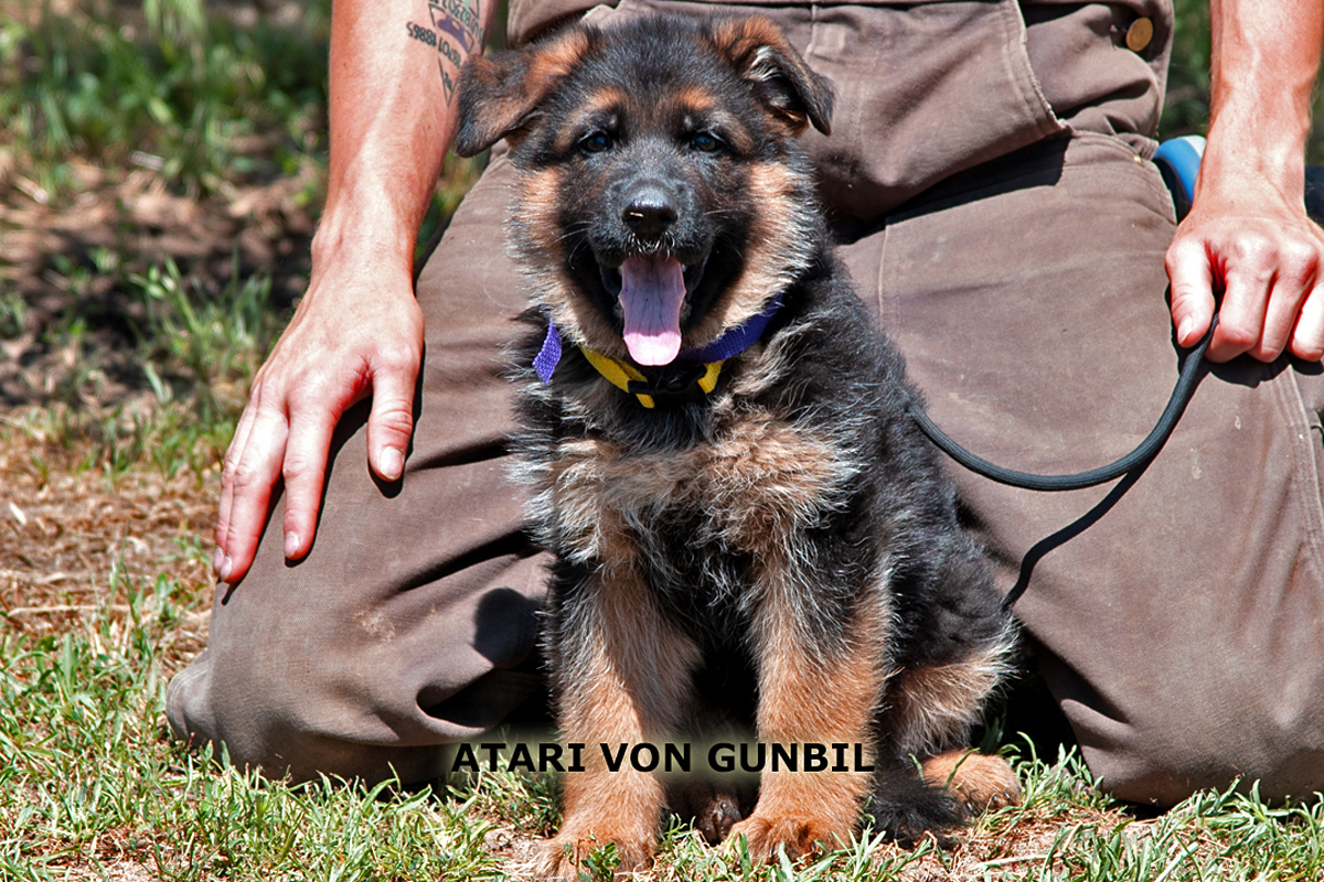 German Shepherd puppies at different ear stages