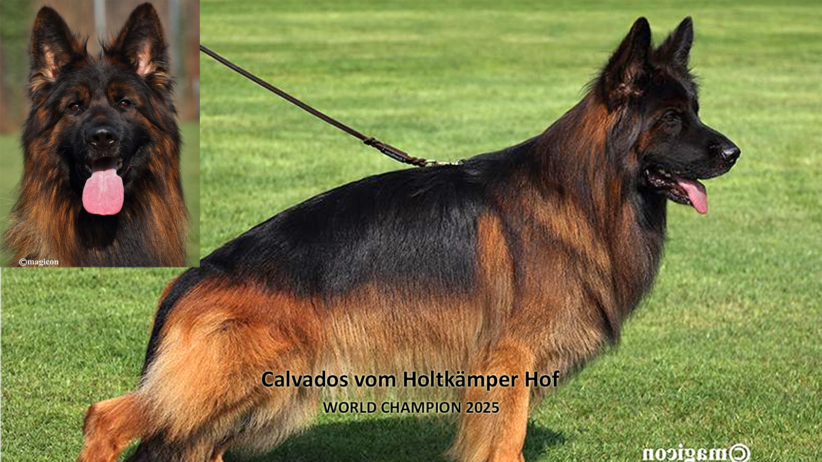 German Shepherd coat types