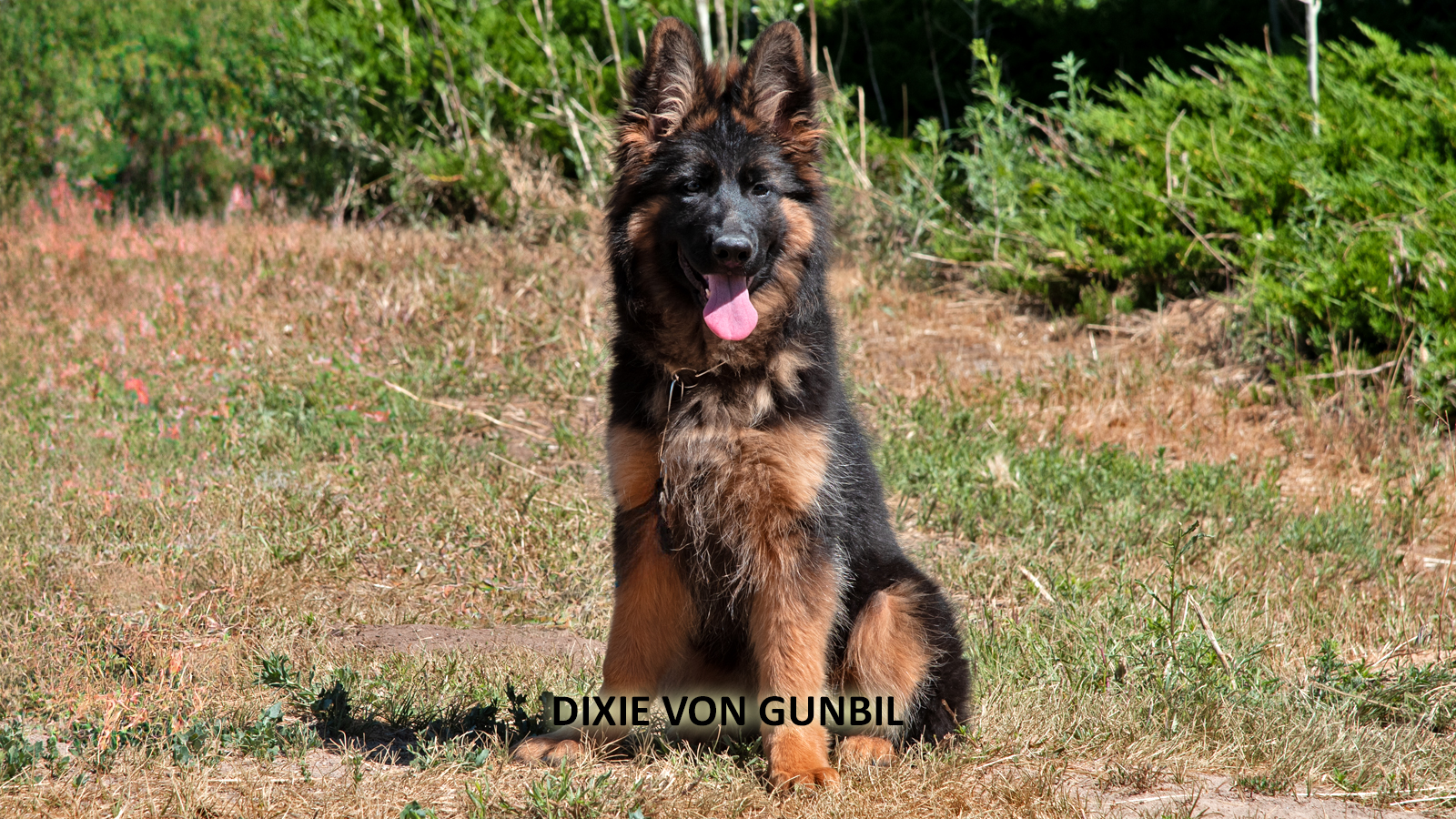 German Shepherd dam resting with her litter of young puppies