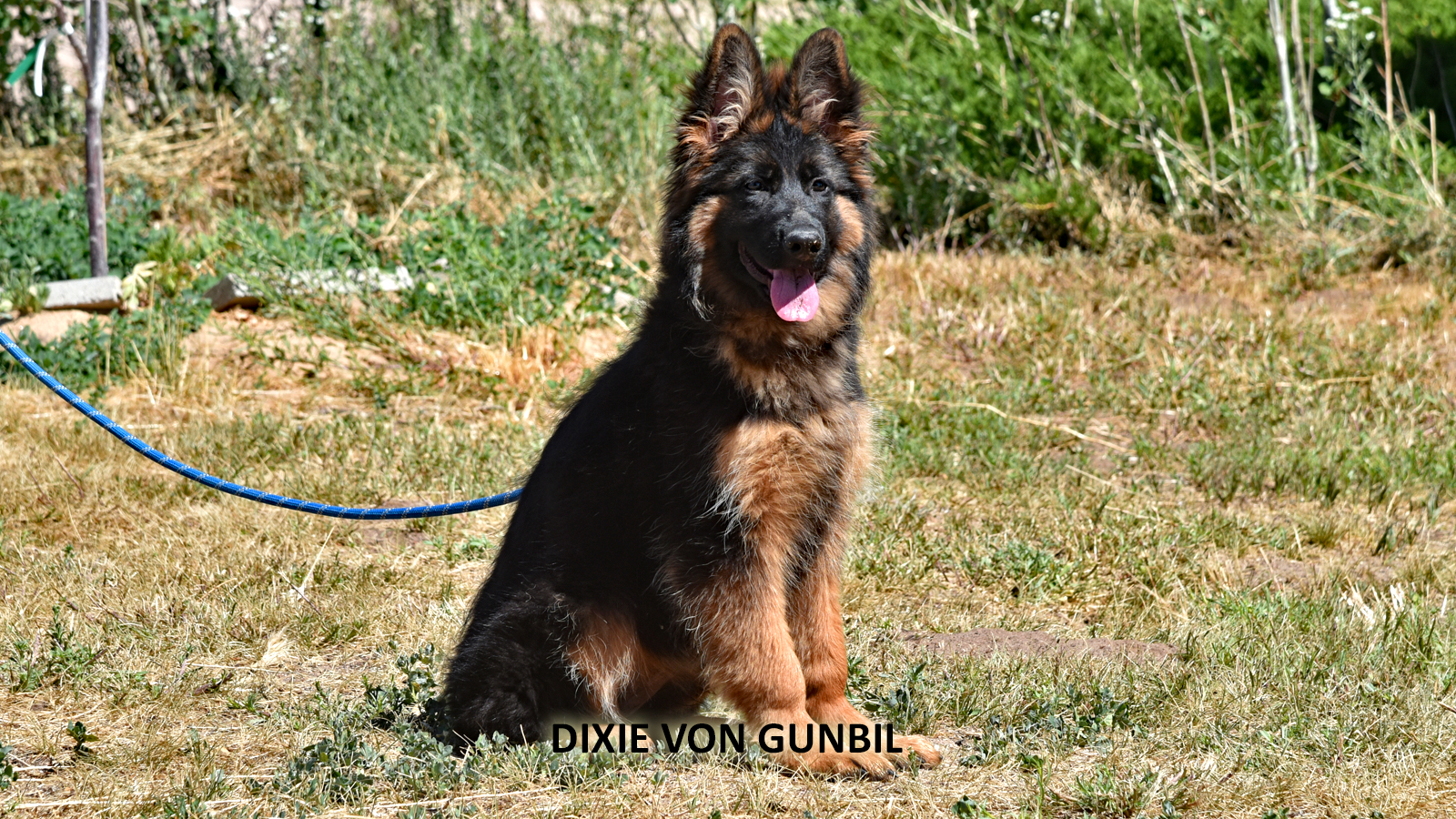 German Shepherd puppy in a safe family living room with toys and no loose wires