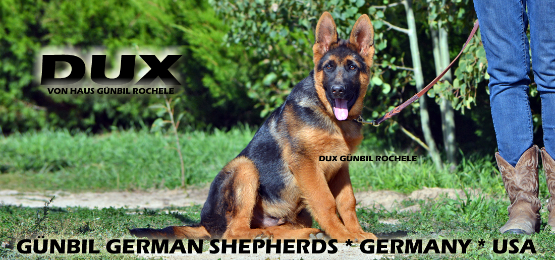 Trained German Shepherd puppy from Gunbil German Shepherds in Colorado