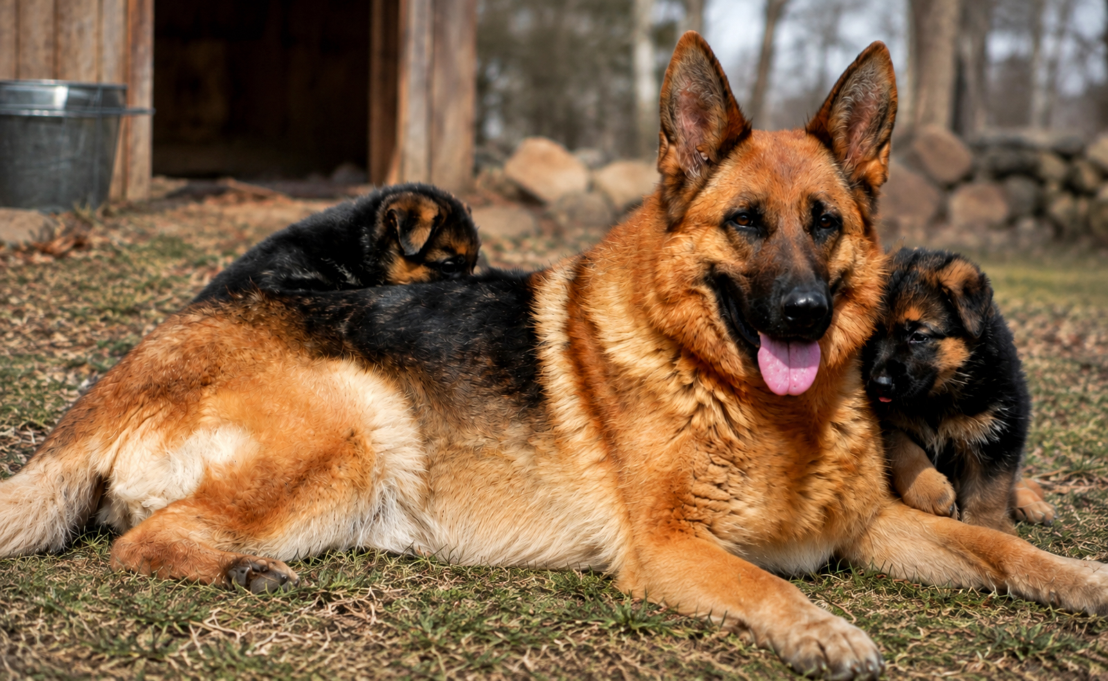 Exceptional German Shepherd puppies from Gunbil German Shepherds