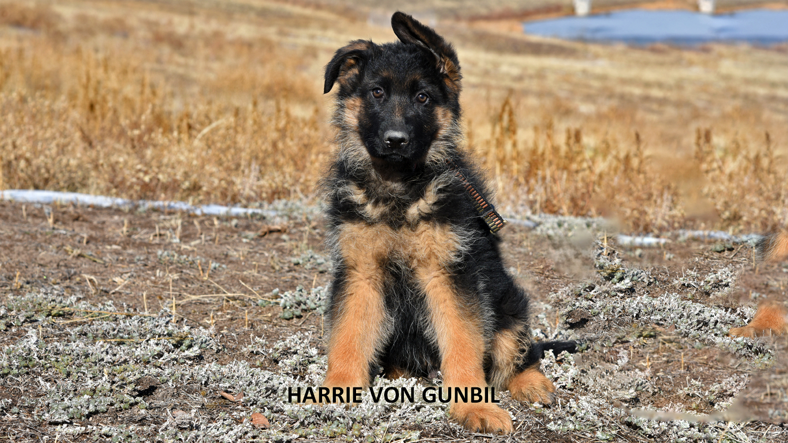 German Shepherd puppies interacting and playing together as a pack