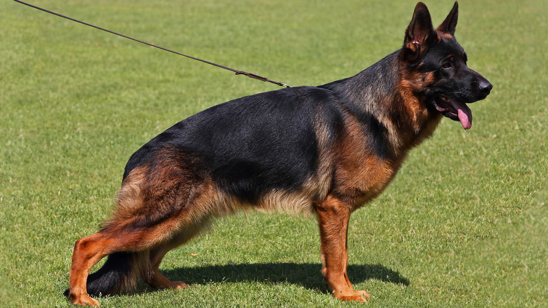 German Shepherd in a correct stacked pose showing structure and topline