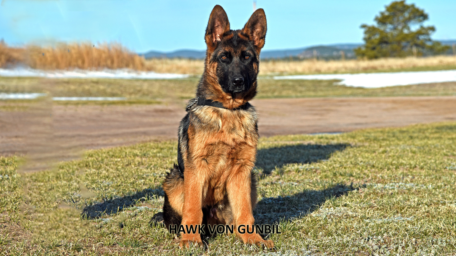 German Shepherd puppy exploring a safely fenced backyard