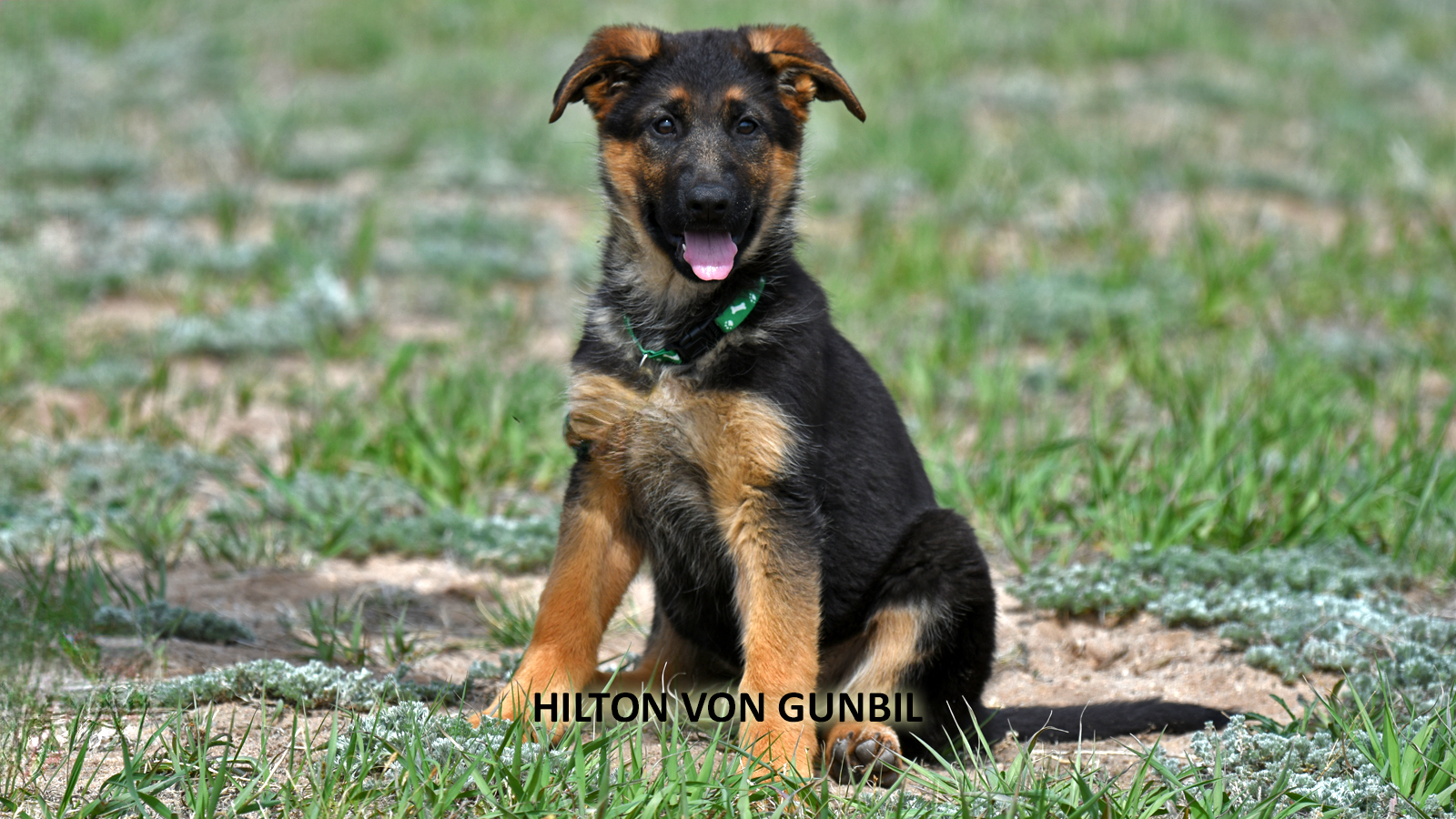 German Shepherd puppy exploring a new home environment with a family