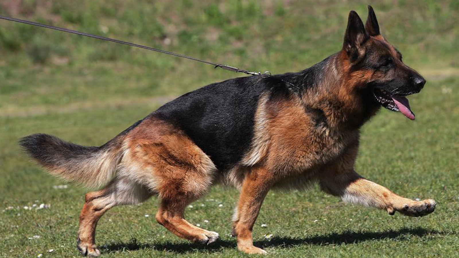 Adult German Shepherd during training with Gunbil