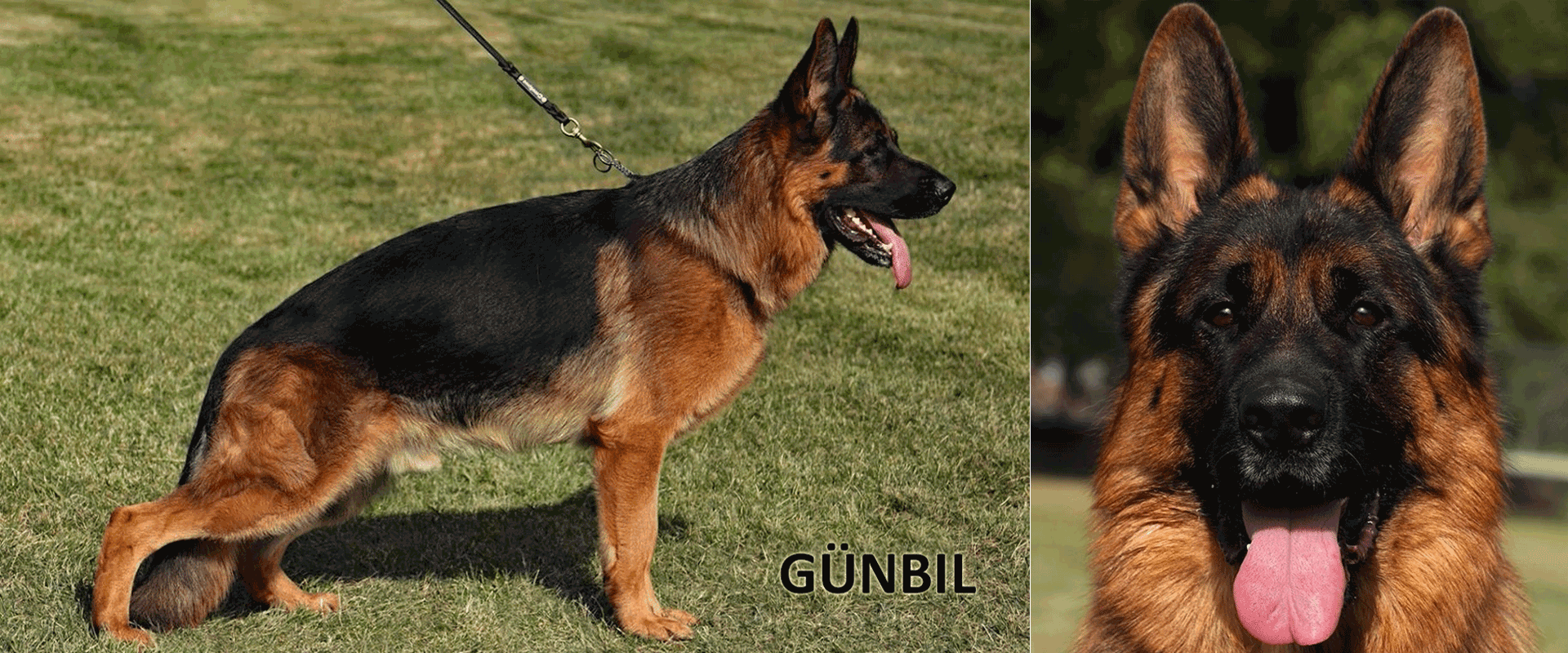 German Shepherd stud Krassus von Gunbil in show stance