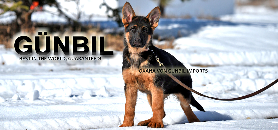 German Shepherd puppy from Gunbil German Shepherds playing outdoors in Colorado