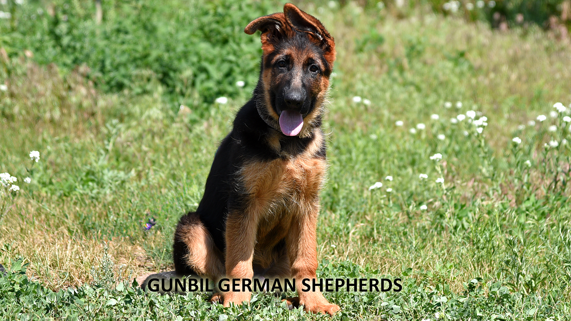 German Shepherd puppy being taken outside for potty training