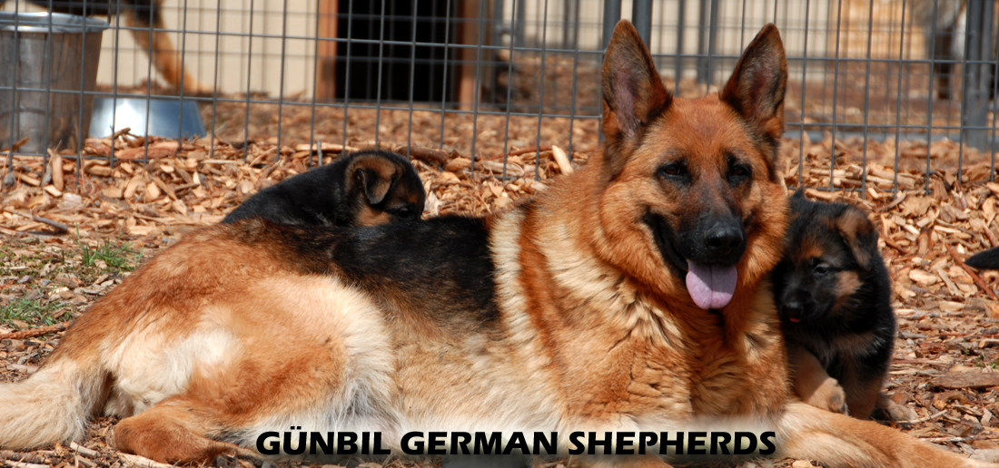 German Shepherd puppies in Colorado from world-champion bloodlines