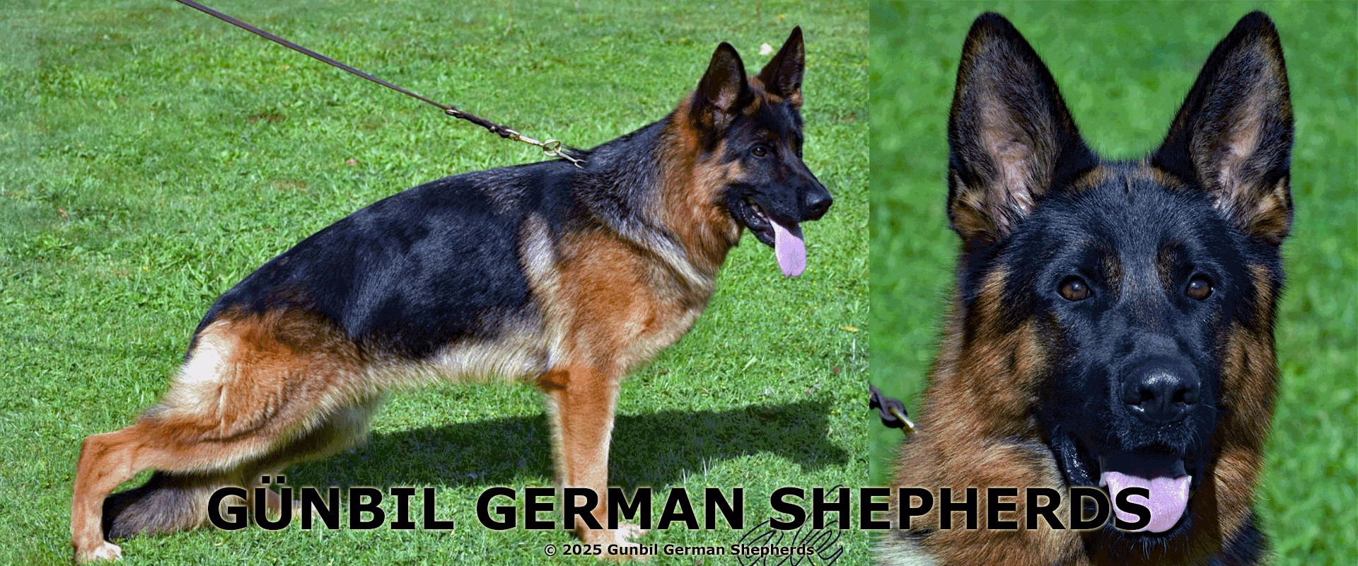 German Shepherd dam Yoko von Gunbil standing alert with confident posture