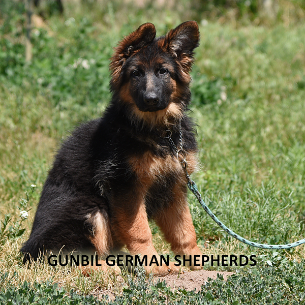 German Shepherd puppy resting calmly in a properly sized crate as part of a housebreaking routine
