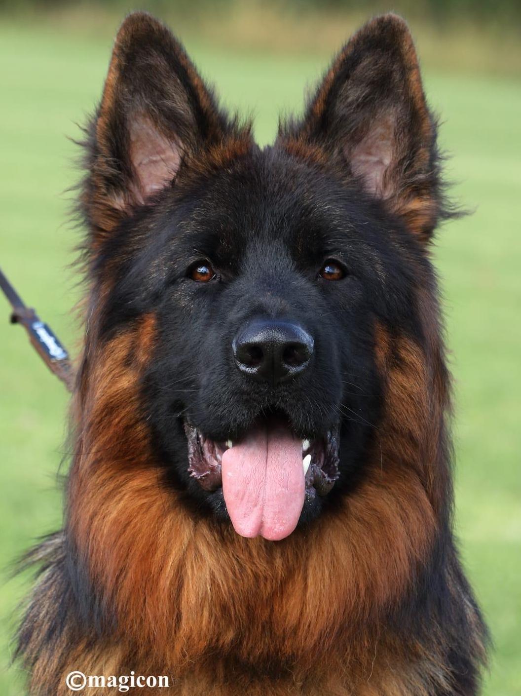 Long coat German Shepherd without undercoat placeholder