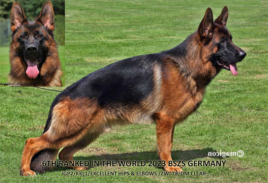 Sire: Krassus von Gunbil Imports — elite German Shepherd stud dog in Colorado