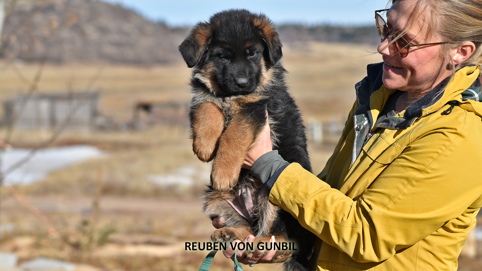 Lowering a German Shepherd puppy until all four paws touch the floor