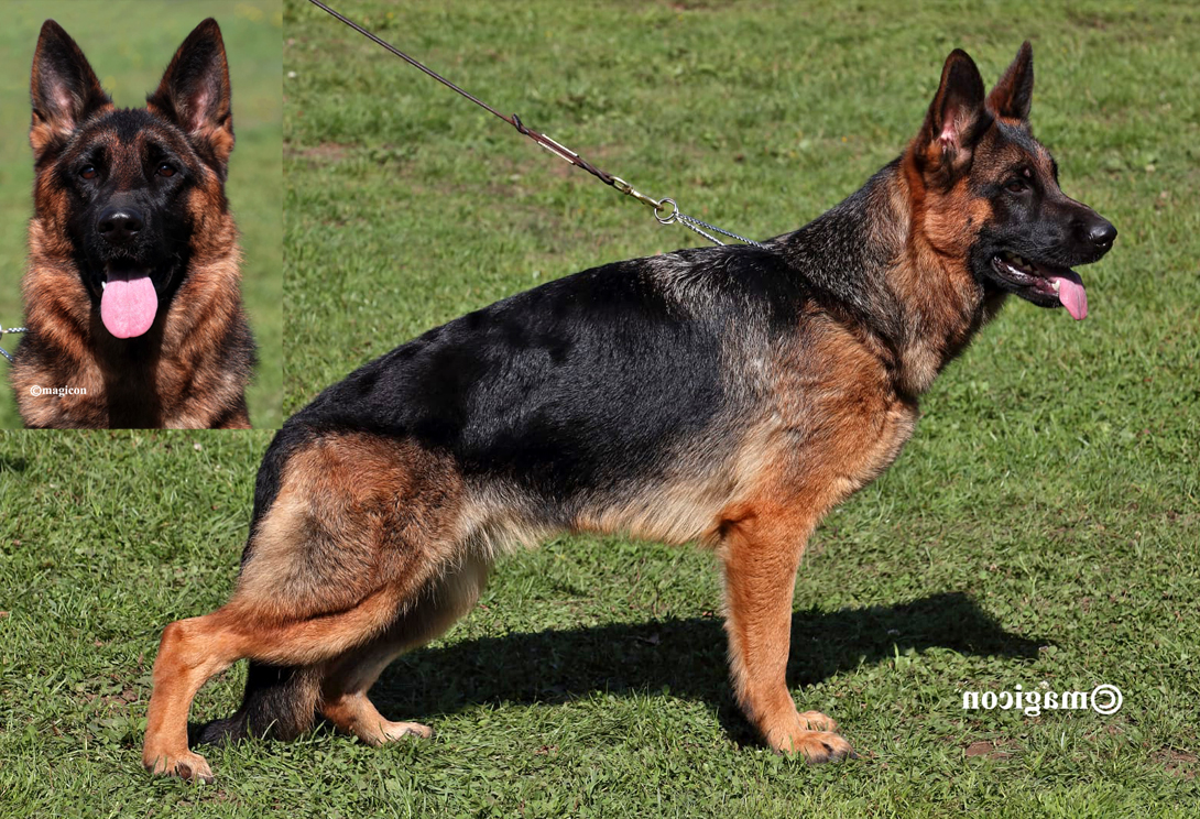 German Shepherd dam Imported from Germany, DM clear, A1/A1 hips & elbows