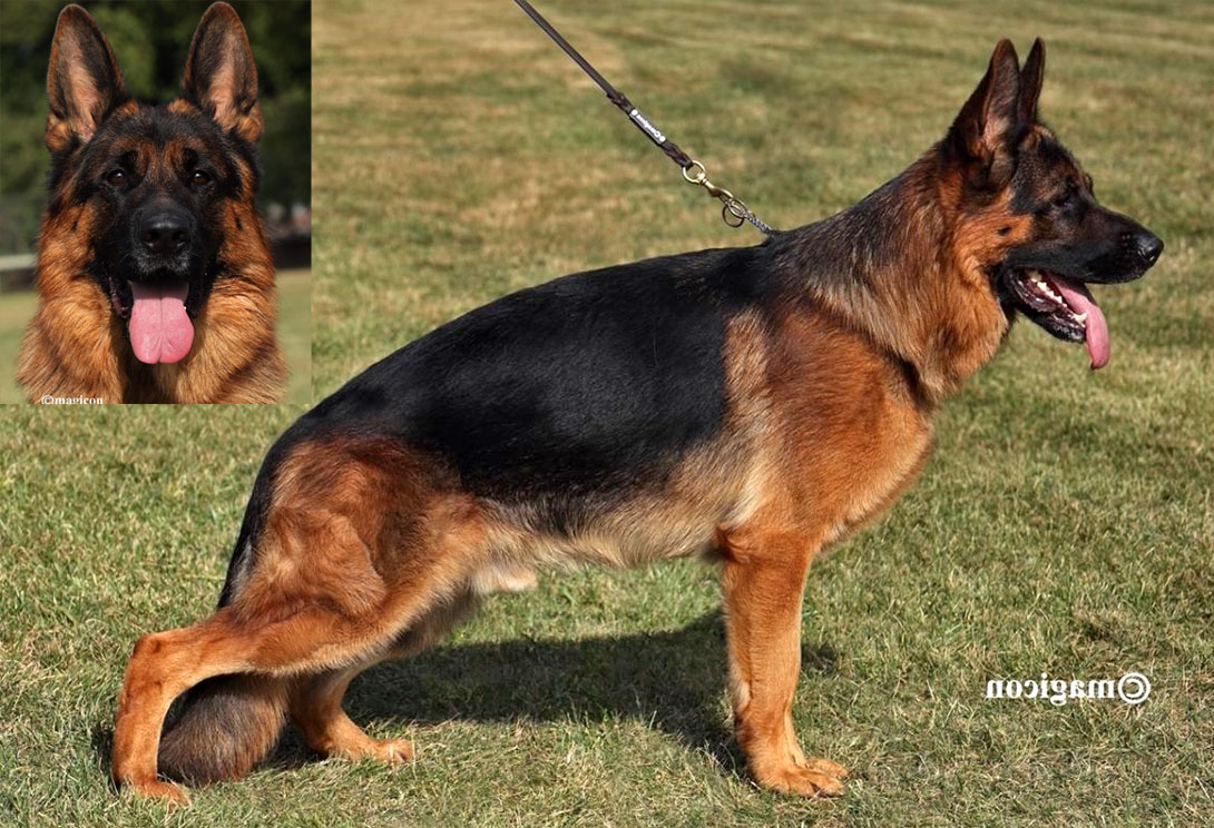 Sire: Neville von Gunbil Imports — elite German Shepherd stud dog in Colorado
