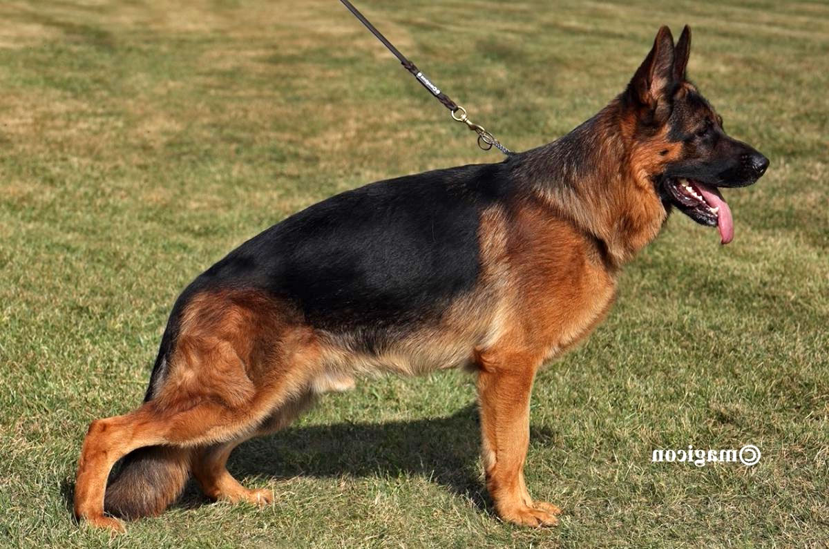 Stock coat German Shepherd placeholder