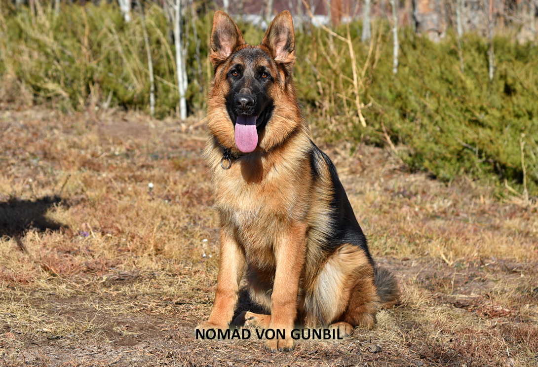 Nomad stacked in show pose