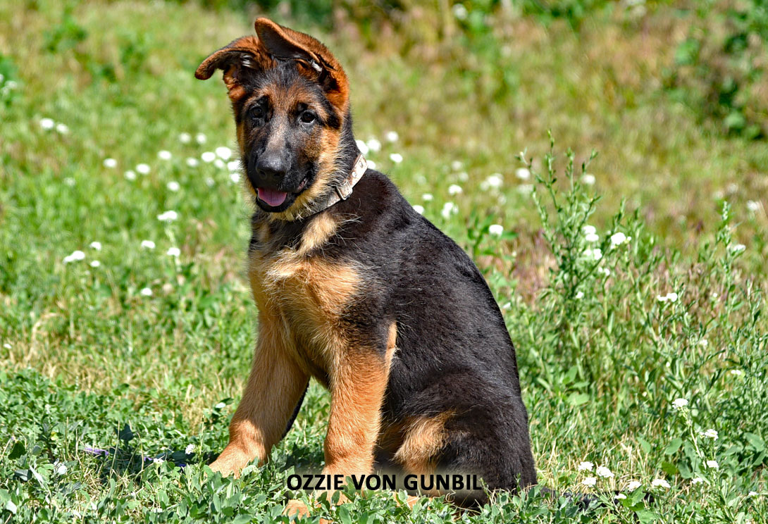 Ozzie von Gunbil — trained German Shepherd puppy