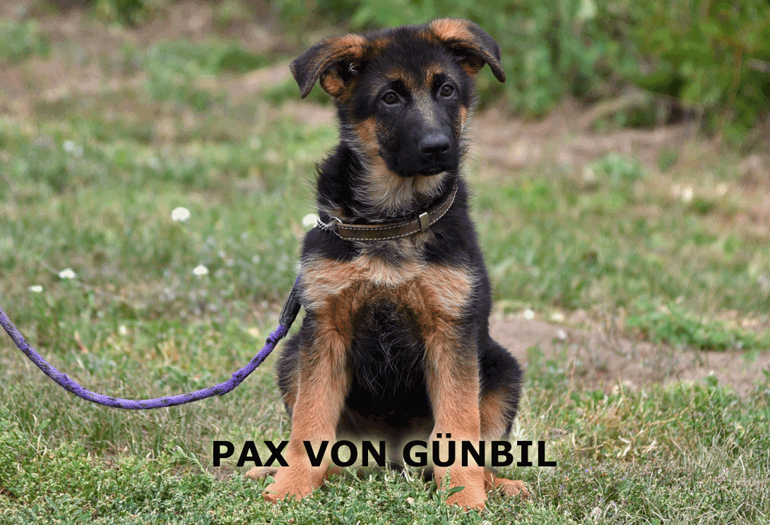 Petra practicing heel