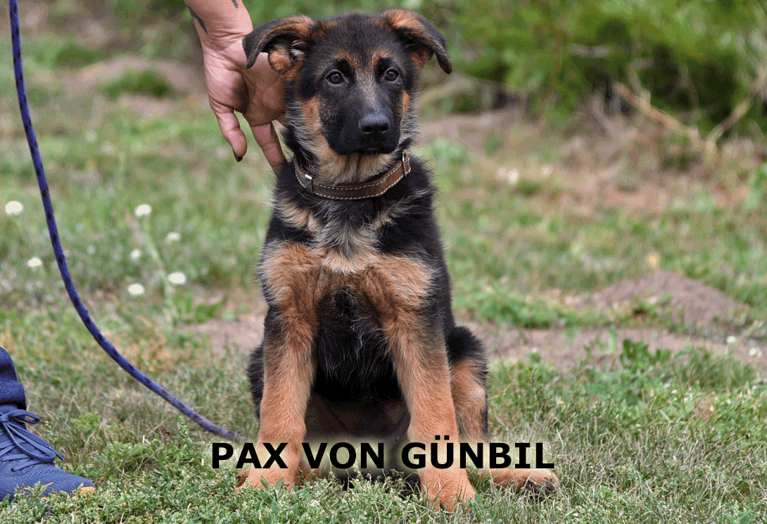 Petra relaxing in crate