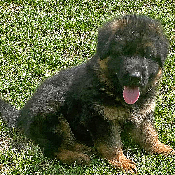 Young German Shepherd puppy outside learning to go potty in the correct place