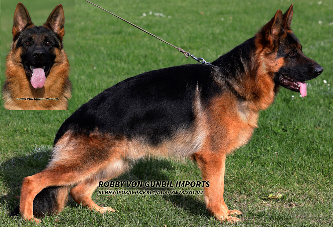 German Shepherd stud dog Robby von Gunbil — black & red, IPO2, Kkl1