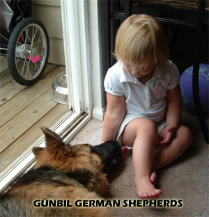 Child sitting calmly with a German Shepherd, practicing gentle interaction